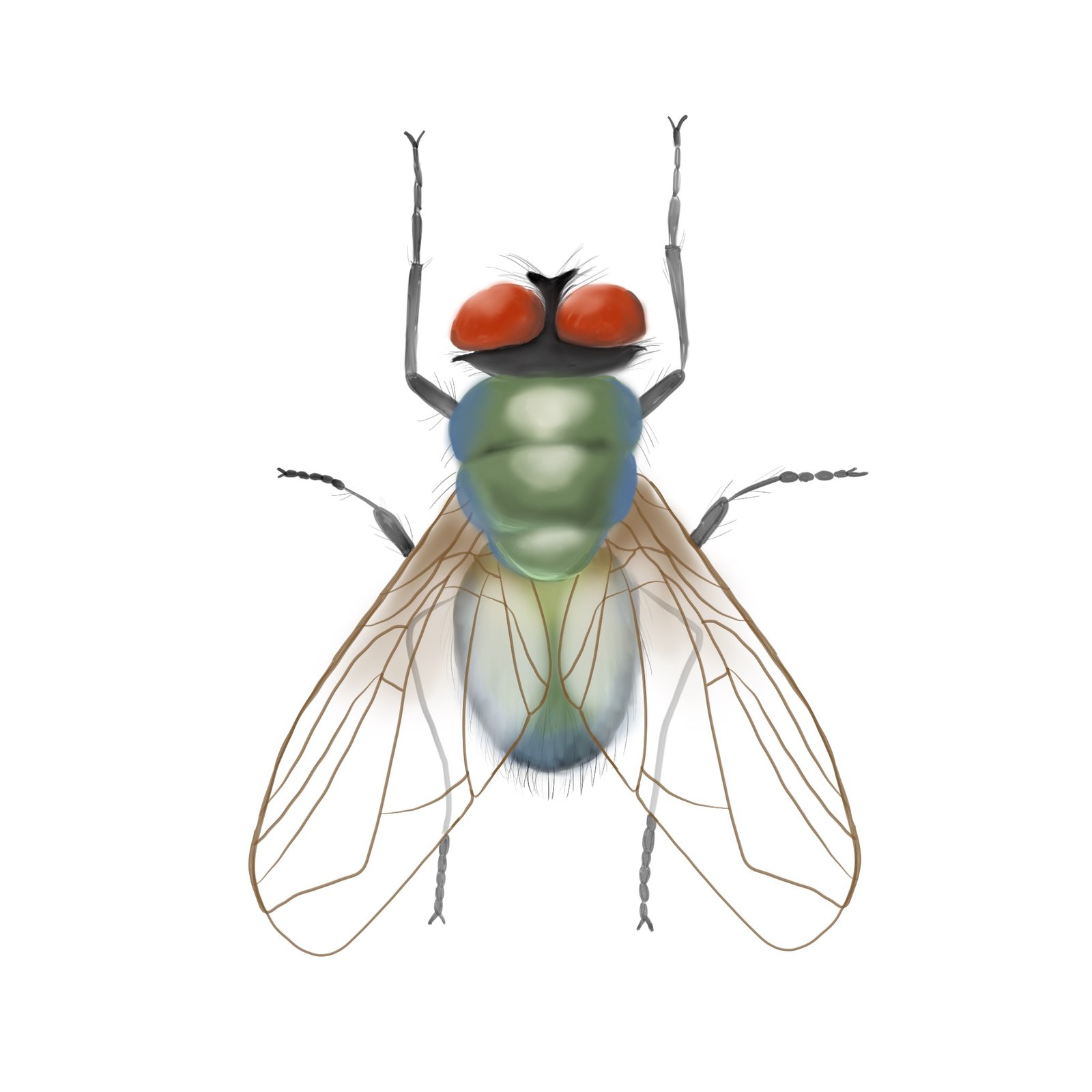 bromvlieg-illustratie