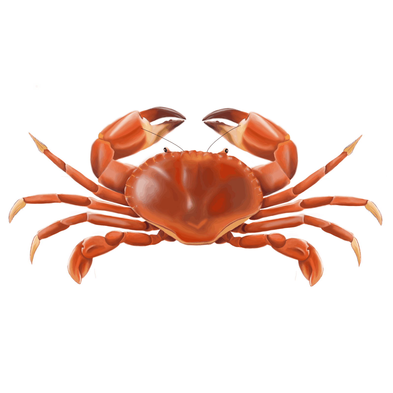 koningskrab-illustratie-tekening